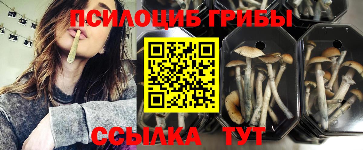 Псилоцибиновые грибы мицелий Кинель